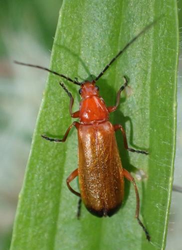 Réf. 214 057 : Rhagonycha fulva